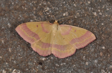 Rhodostrophia discopunctata