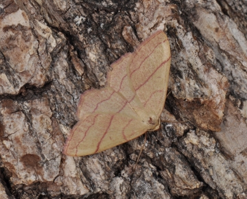 Rhodostrophia vibicaria