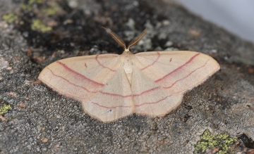 Rhodostrophia vibicaria