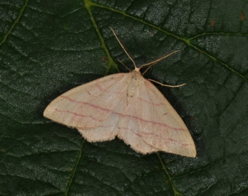 Rhodostrophia vibicaria