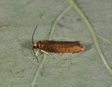 Roeslerstammia erxlebella