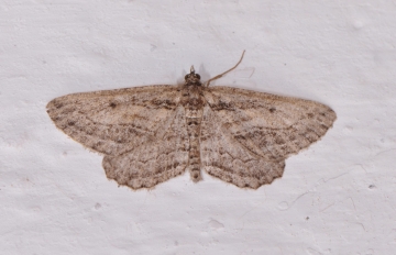 Sardocyrnia fortunaria