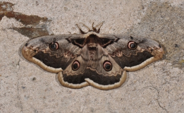 Saturnia pyri