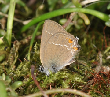 Satyrium acaciae