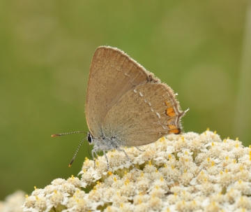 Satyrium acaciae