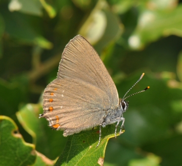 Satyrium esculi