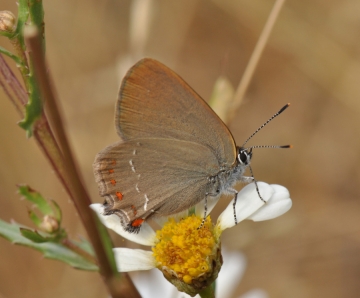 Satyrium esculi
