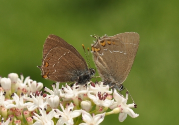 Satyrium ilicis