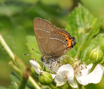 Satyrium pruni