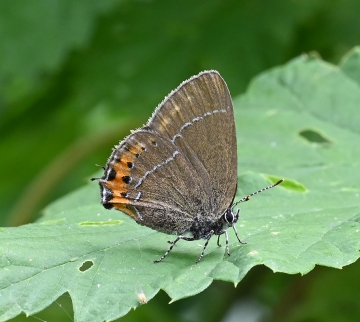 Satyrium pruni