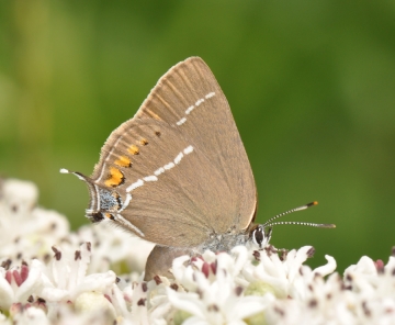 Satyrium spini