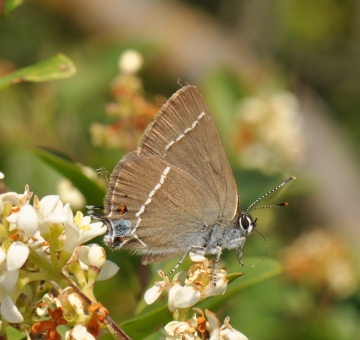 Satyrium spini