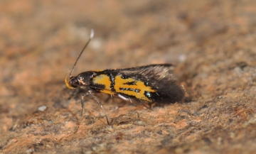 Schiffermuelleria schaefferella