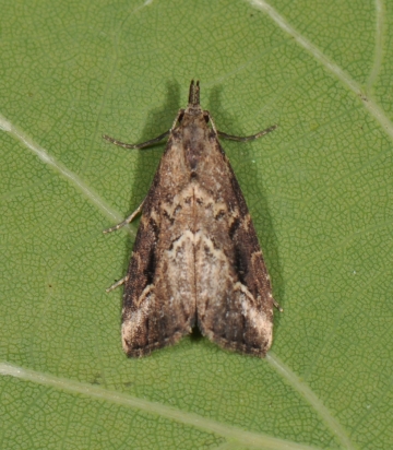 Schrankia costaestrigalis