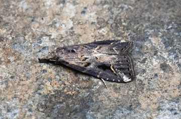 Schrankia costaestrigalis