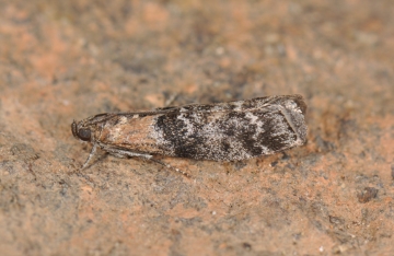 Sciota adelphella