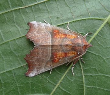 Scoliopteryx libatrix