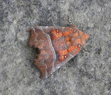 Scoliopteryx libatrix