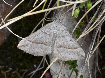 Scotopteryx ignorata