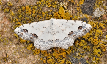 Scopula decorata