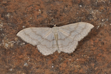 Scopula floslactata