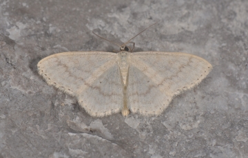 Scopula floslactata