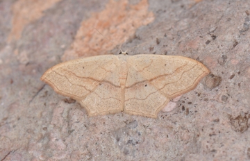 Scopula imitaria