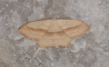 Scopula imitaria