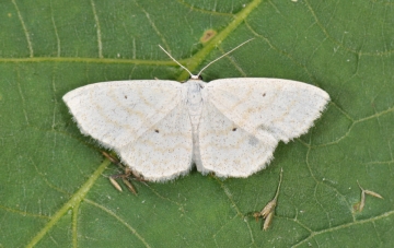 Scopula immutata