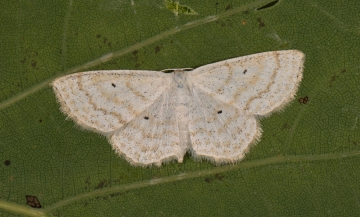 Scopula immutata