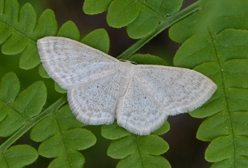 Scopula immutata