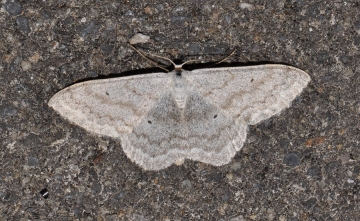 Scopula incanata