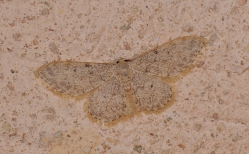 Scopula marginepunctata