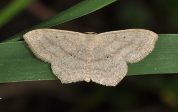 Scopula nigropunctata