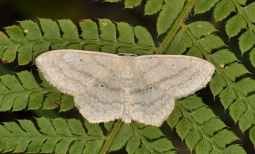 Scopula nigropunctata