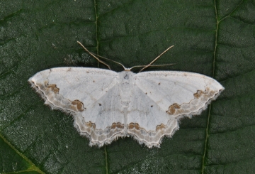 Scopula ornata