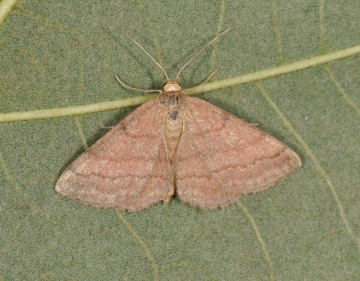 Scopula rubiginata