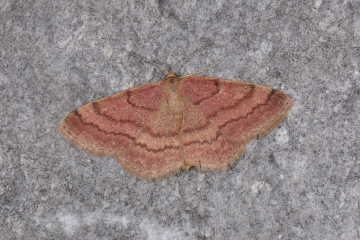 Scopula rubiginata