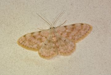 Scopula rufomixtaria