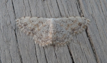 Scopula submutata