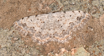 Scopula submutata