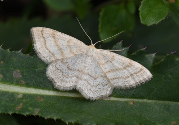 Scopula ternata