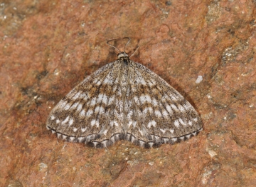 Scopula tessellaria