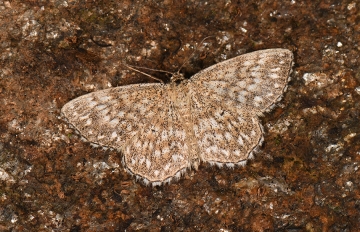 Scopula tessellaria