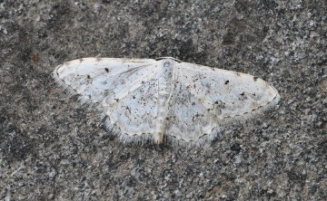 Scopula vigilata