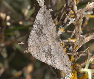 Scotopteryx bipunctaria