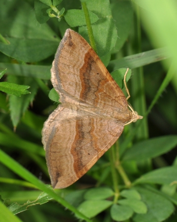 Scotopteryx chenopodiata
