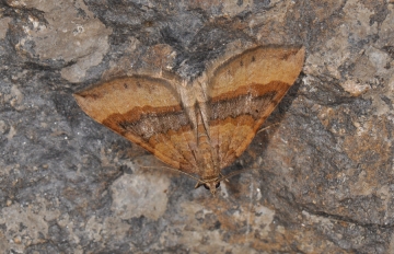Scotopteryx chenopodiata