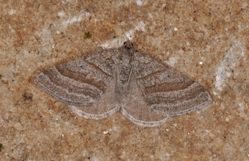 Scotopteryx coarctaria