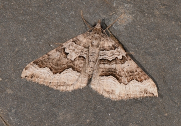 Scotopteryx coelinaria